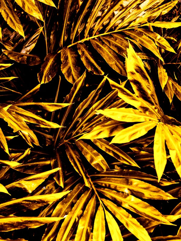 GOLDEN LUSH - 4