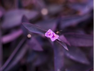 INSECT'S PURPLE WORLD