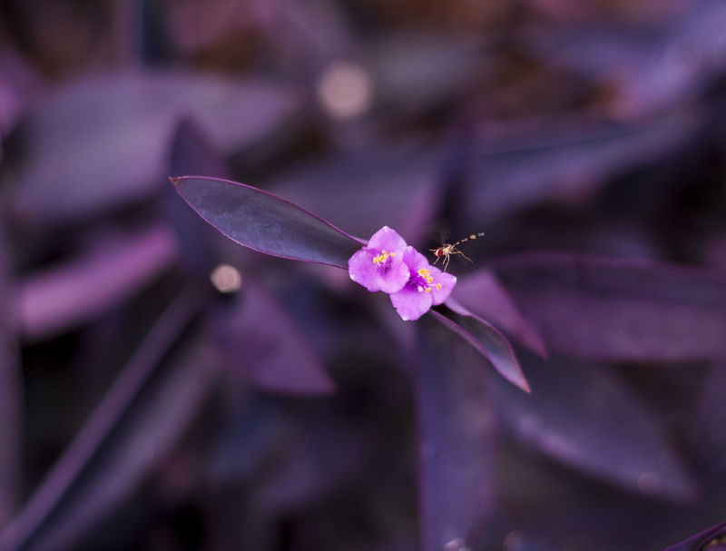 INSECT'S PURPLE WORLD