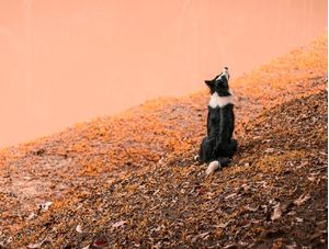 LAIKA'S PLACE