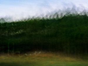 PAISAGEM MÓVEL ÁRVORES 2