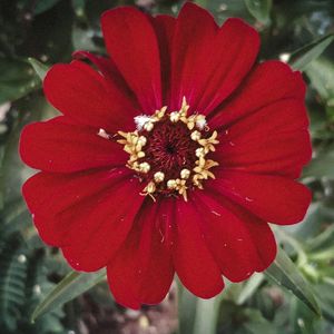SMALL RED DETAIL