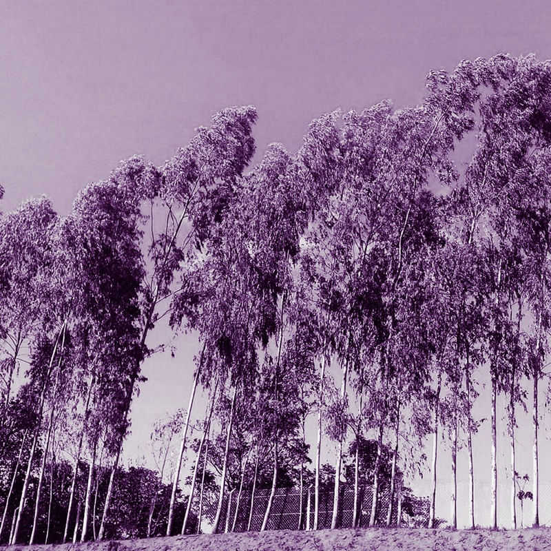 LILAC NATURE