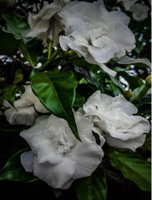 WHITE COTTON