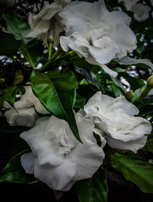 WHITE COTTON