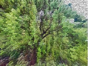 ALBERO
