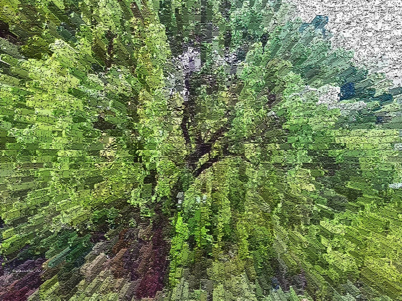 ALBERO