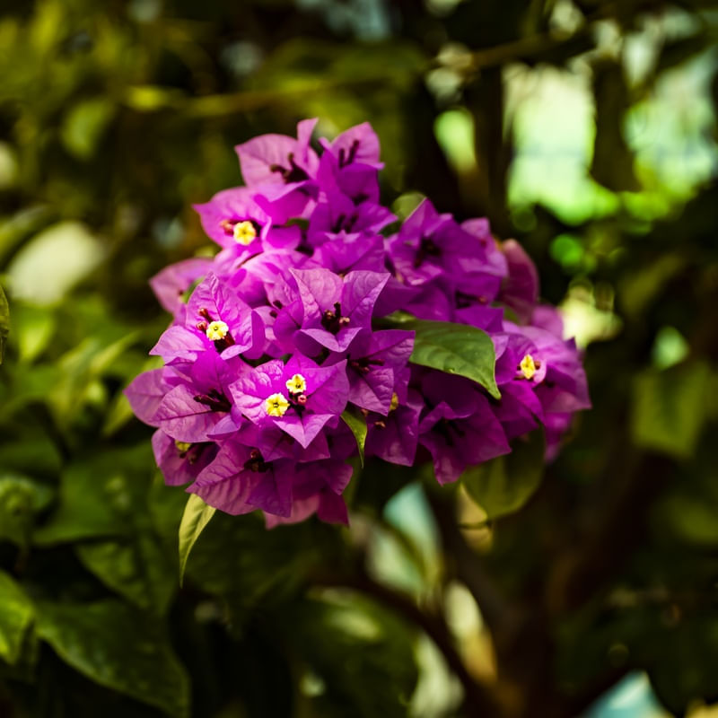 HORTÊNSIA MARAVILHA