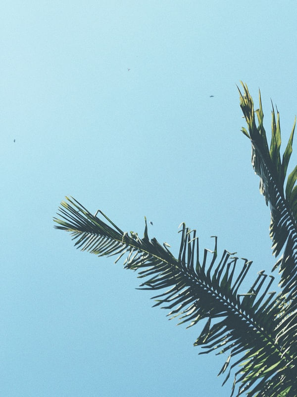 PALM TREE MINIMAL VINTAGE