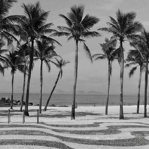 DA SÉRIE: PRAIA 40° - COQUEIROS DE COPACABANA PB 104