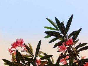 FLORES DO BAIRRO