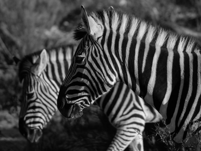 ZEBRAS - ÁFRICA SELVAGEM