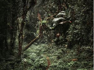 CAMINHO NATURAL