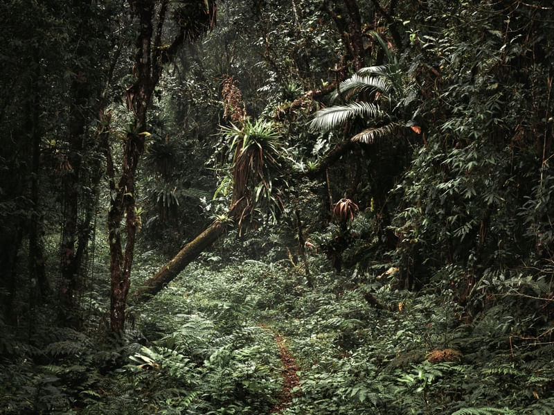 CAMINHO NATURAL