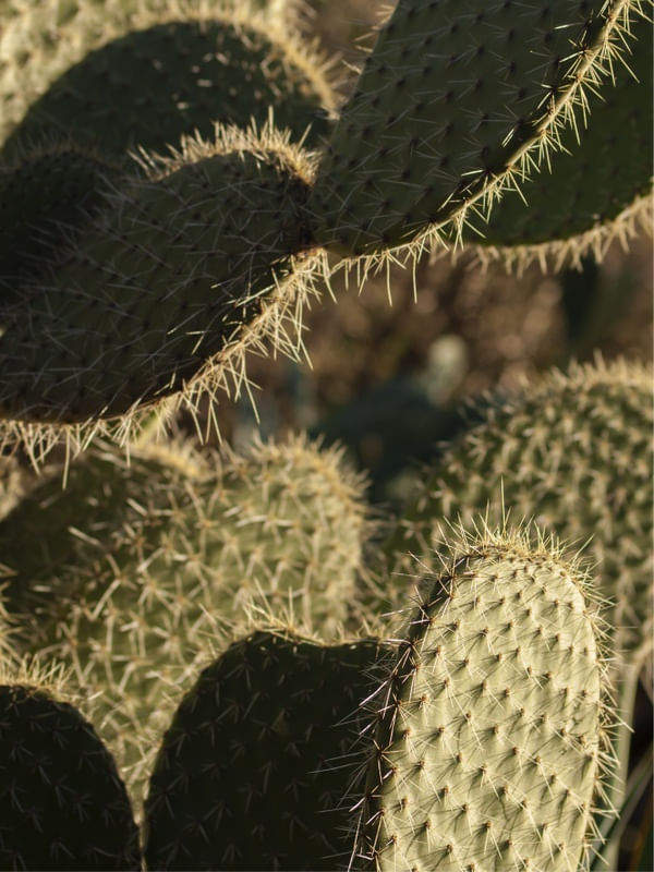ORGANIC CACTUS