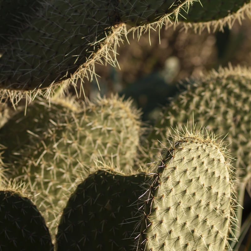 GREEN CACTUS SQUARE