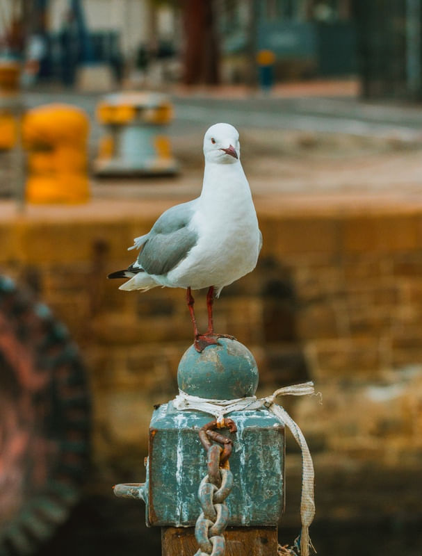 PORTO DAS GAIVOTAS