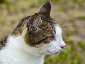 GATO 1