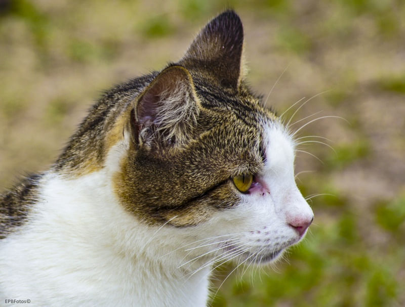 GATO 1