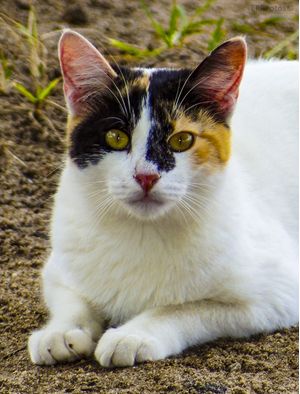 GATO 2