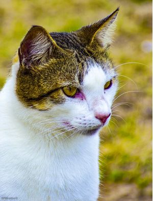GATOS 3