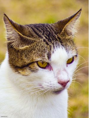 GATO 4