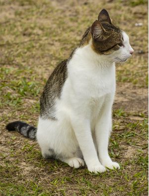 GATO 5