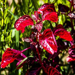 VERMELHO & VERDE