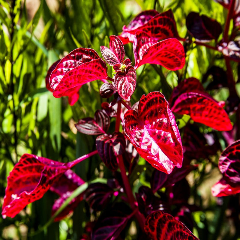 VERMELHO & VERDE