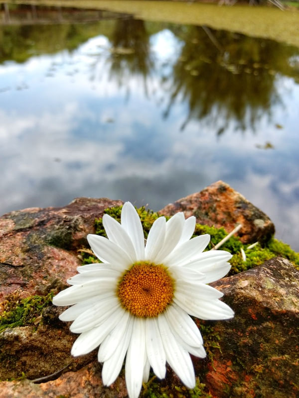 MARGARIDA NA BEIRA DO LAGO