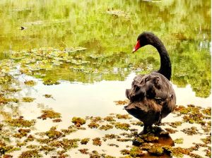 CISNE NEGRO NO LAGO
