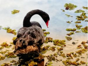 CISNE NEGRO PERFIL