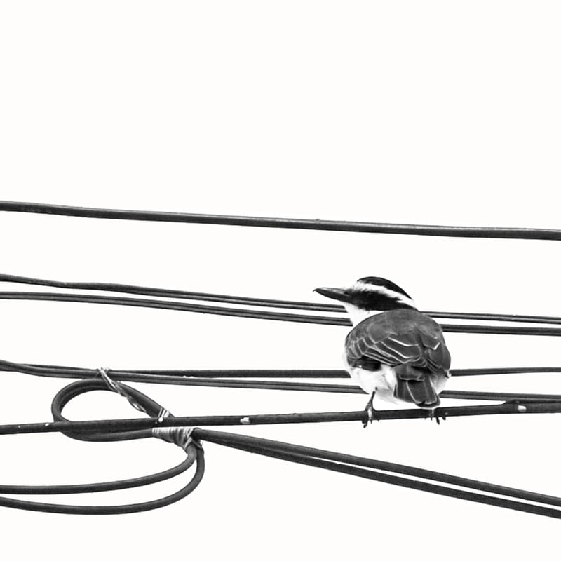 BLACKBIRD 1