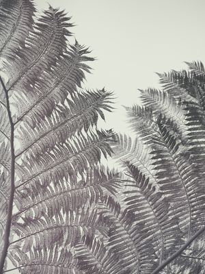 FERN