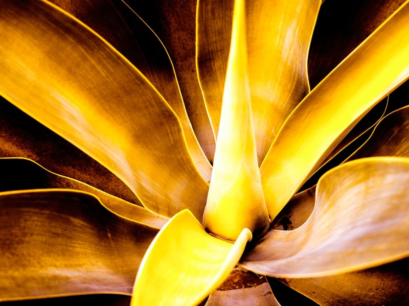 GOLDEN GARDEN 2