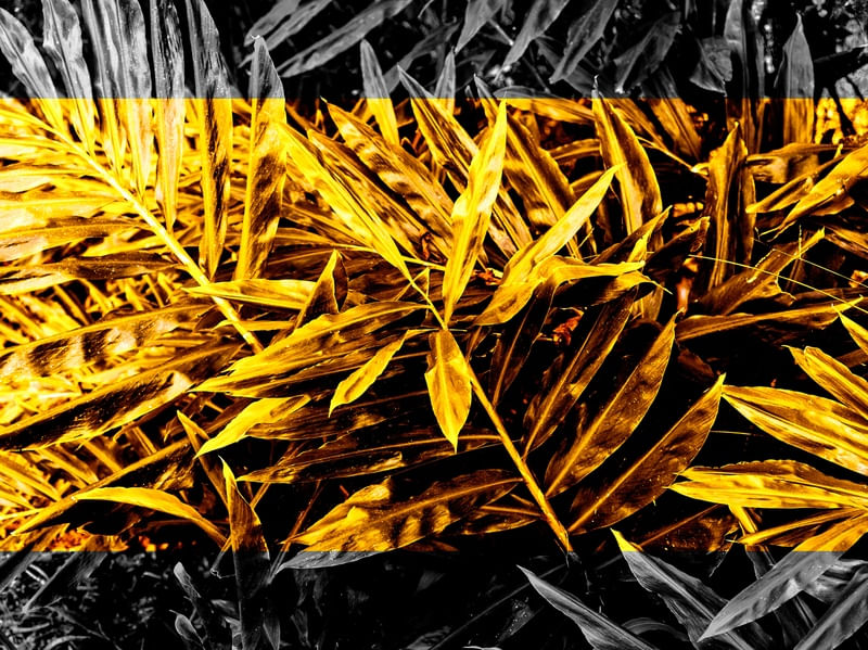 GOLDEN BLACK LUSH 2