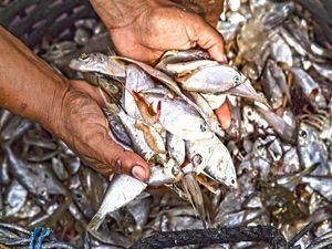 MILAGRE DOS PEIXES