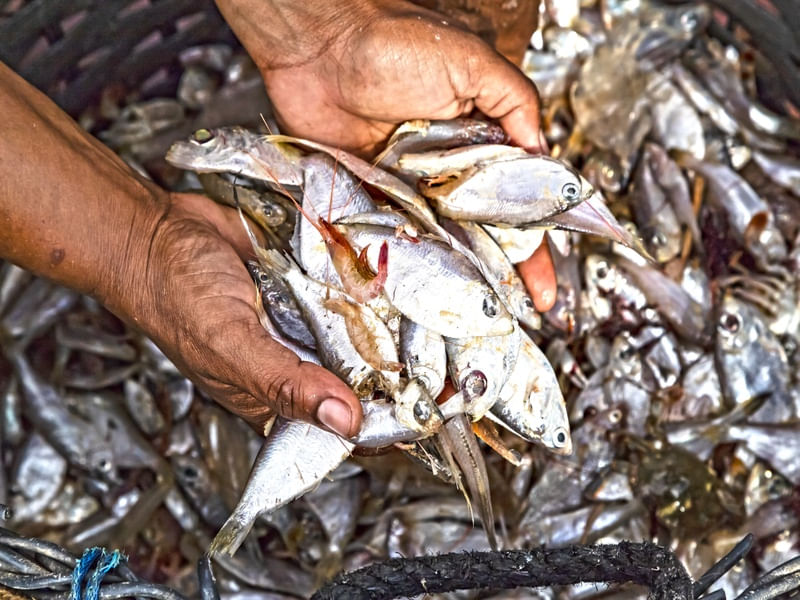 MILAGRE DOS PEIXES