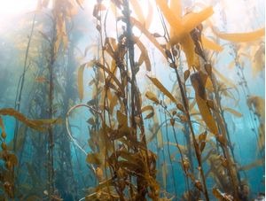 KELP FOREST