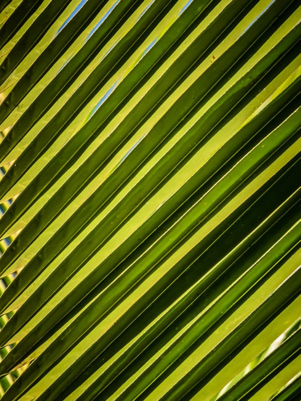 FOLHAS DIAGONAIS4