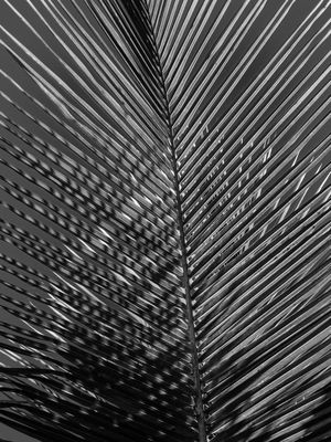 FOLHAS DIAGONAIS 5