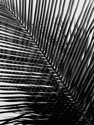 FOLHAS DIAGONAIS 6