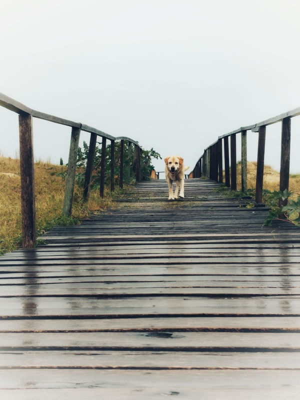 LABRADOR NA PRAIA