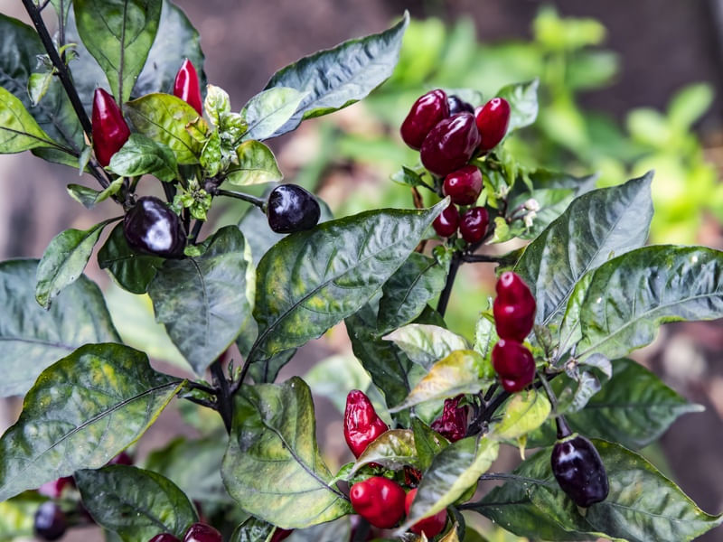PIMENTA DE ENFEITE
