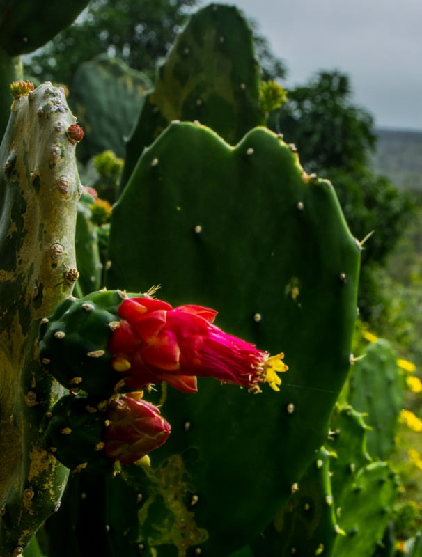 FLOR DE MANDACARU