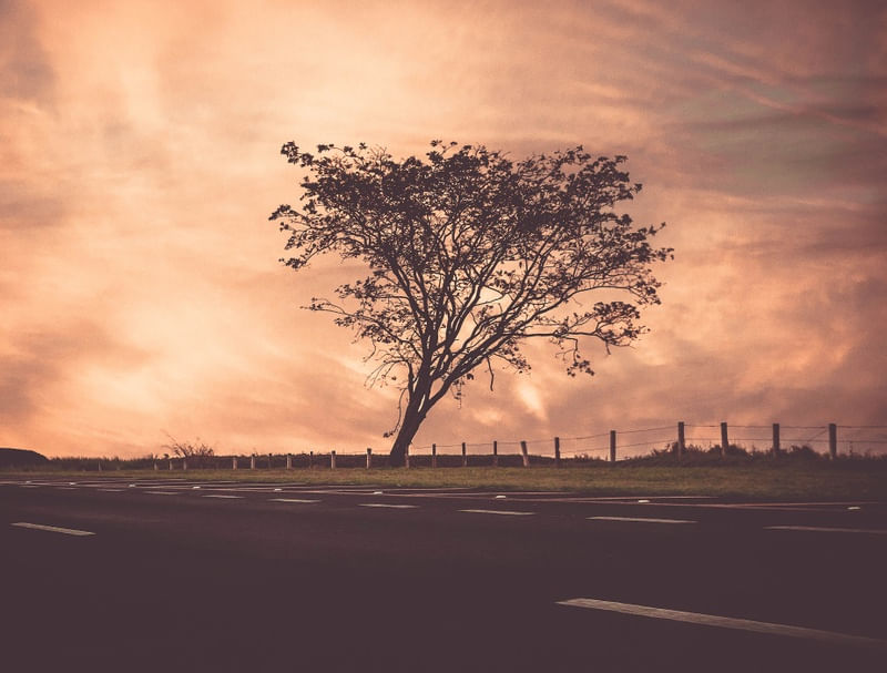 TREE AT SUNSET