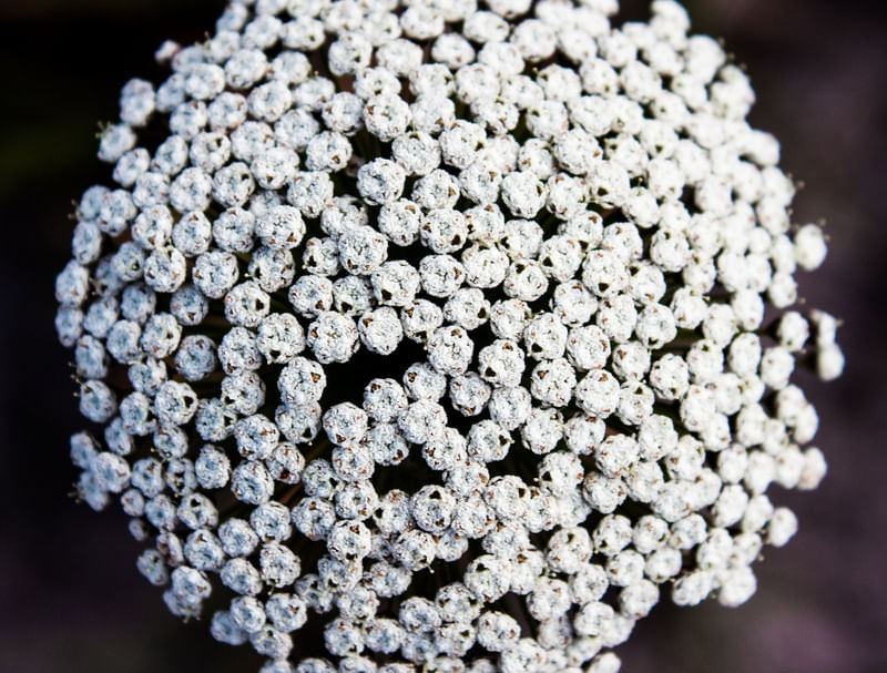 FLOR DE VIDA