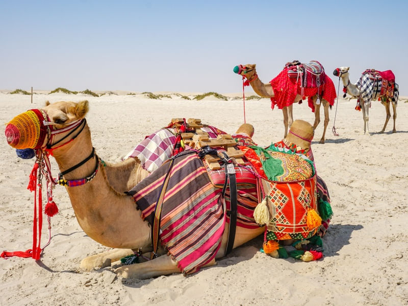 CAMELOS