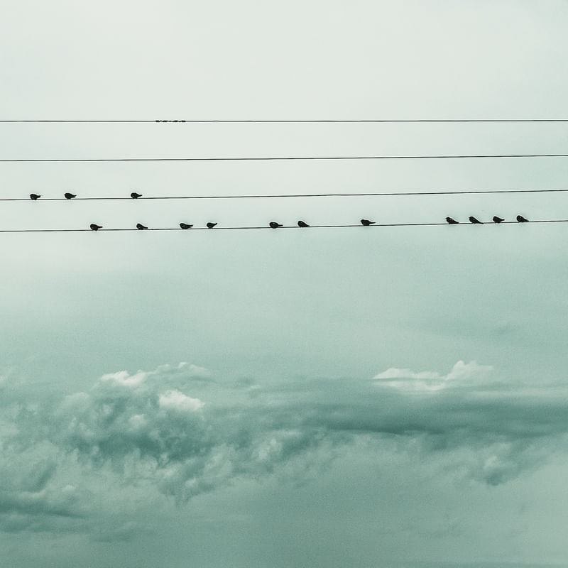BIRDS OVER STORM