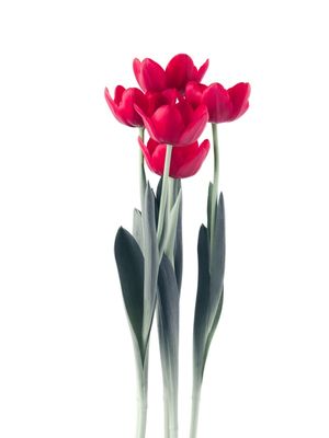 TULIPS I